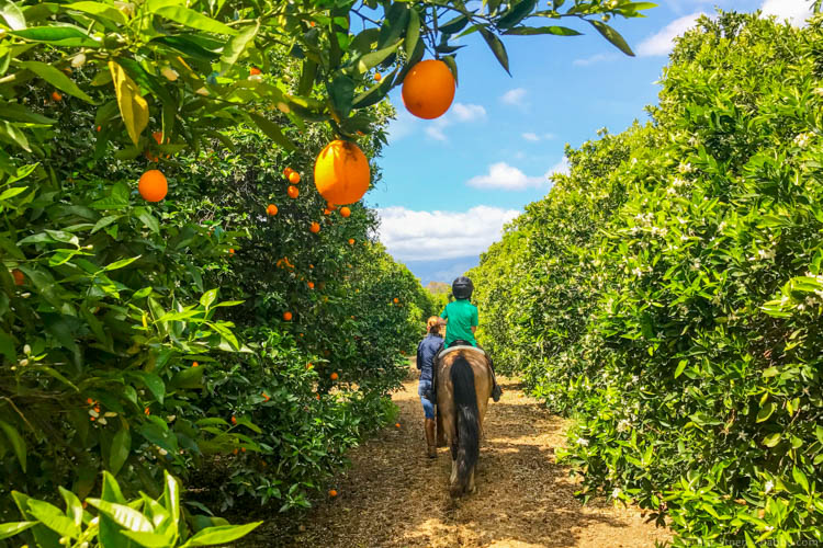 Ojai with kids - A grove ride on a private ranch in town