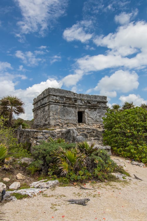 Occidental at Xcaret Destination - Iguanas at Occidental's Mayan ruins 