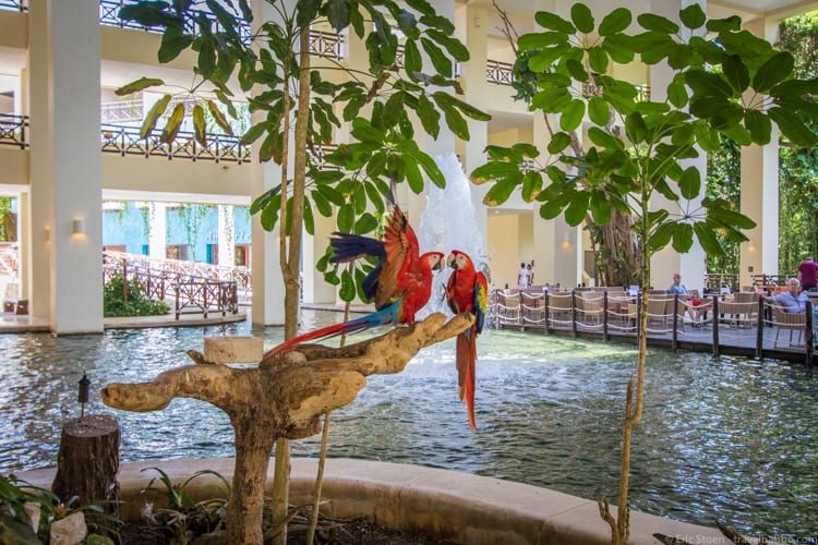 Occidental at Xcaret Destination - parrots in the lobby
