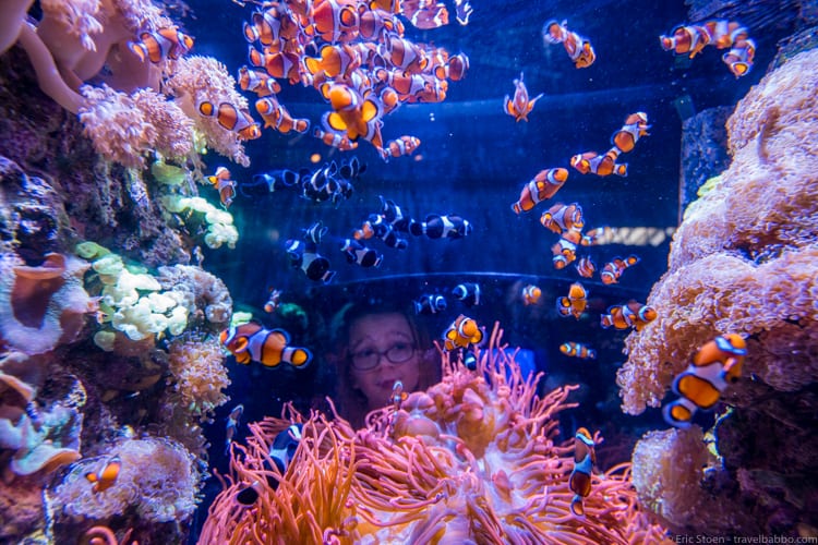 California Road Trip - Clown fish. My daughter headed into a kids' tunnel for the opposite view.