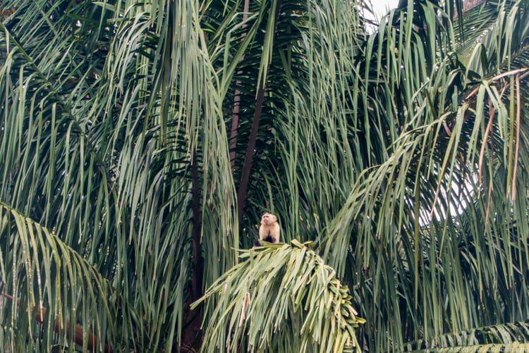 Panama Family Travel - A white-throated Capuchin monkey