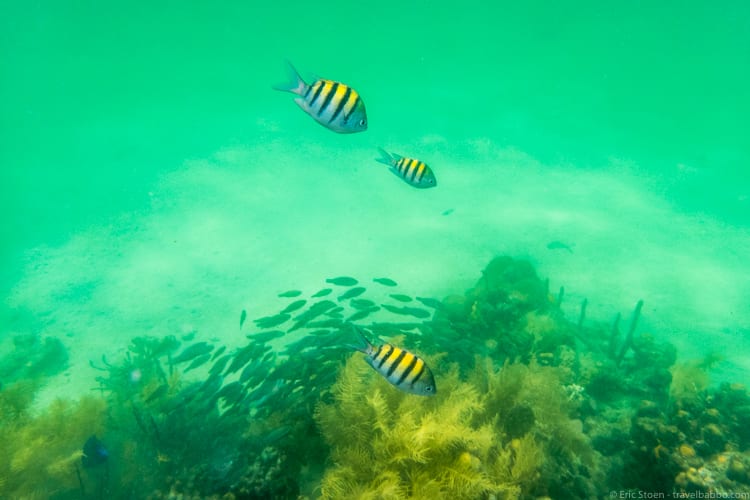 Panama Family Travel - I loved the yellow striped fish! 