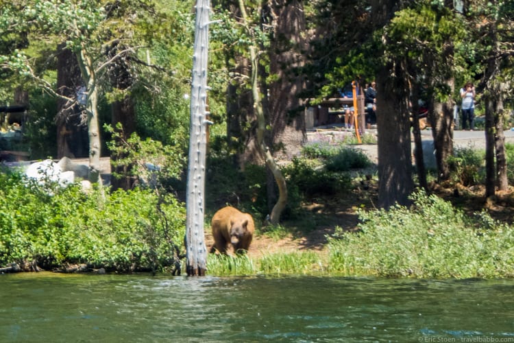 Mammoth Lakes with Kids - Our bear friend, as seen from the kayak