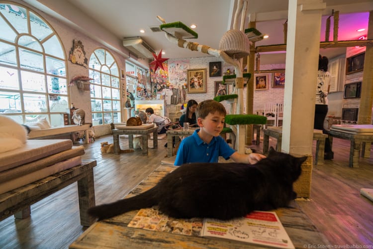 Bangkok layover - Inside the Caturday Cat Cafe