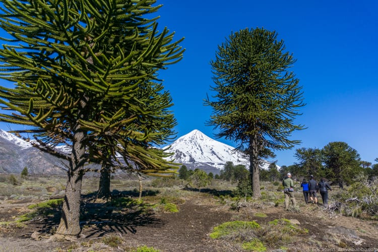 Patagonia Adventure: Volcan Lanín and the monkey-puzzle trees