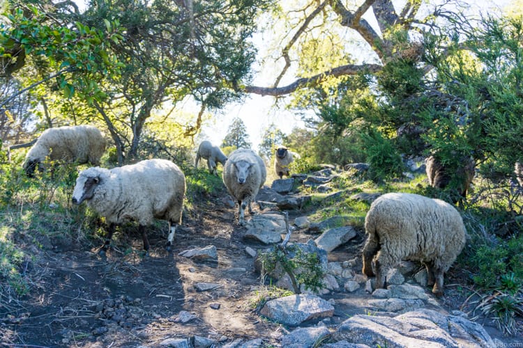 Patagonia Adventure: The sheep arrive