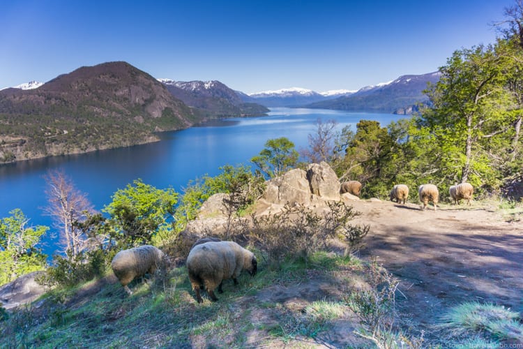 Patagonia Adventure: Sheep with a view