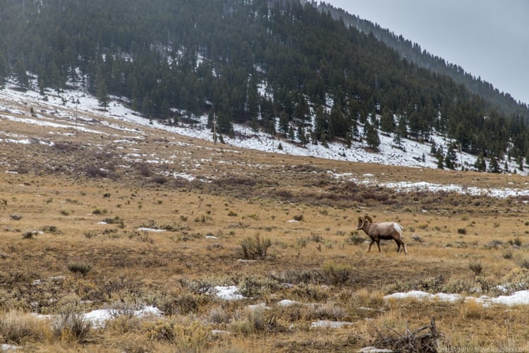 Jackson Hole with Kids: A bighorn sheep at the Elk Refuge - the closest we got to any animal