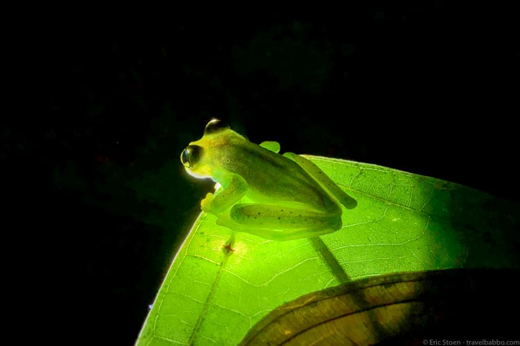 Mashpi Lodge - An Emerald Glass Frog