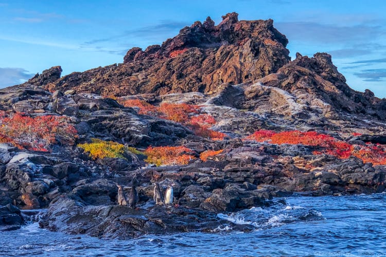 Galapagos with kids - Penguins! 