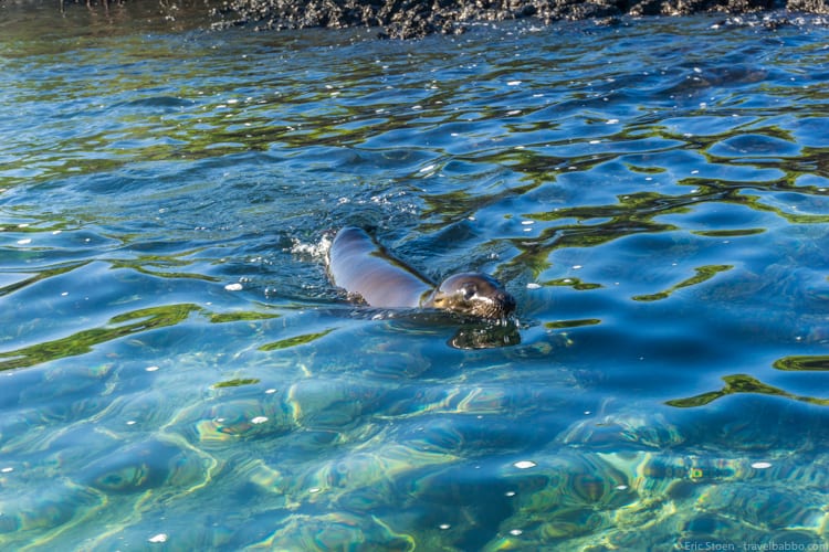Galapagos with Kids - This guy swam with us for a good 10 minutes