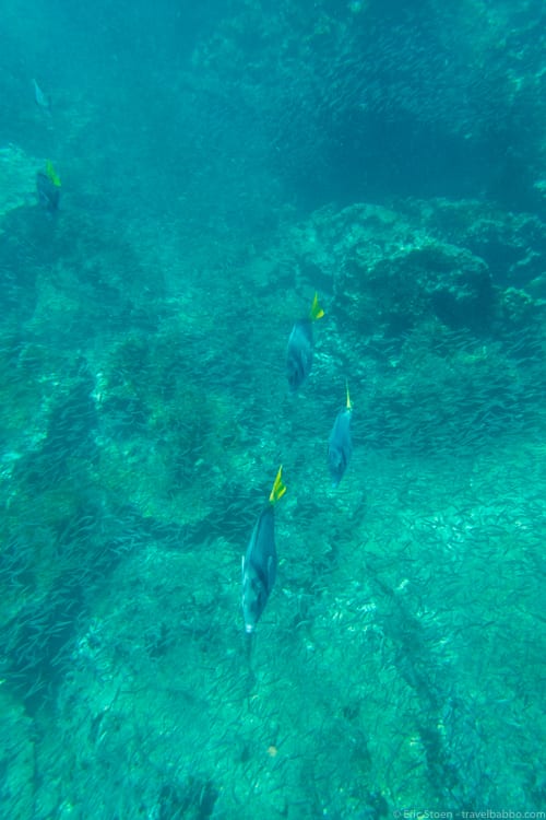 Galapagos with Kids - so many fish on Bartolome Island 