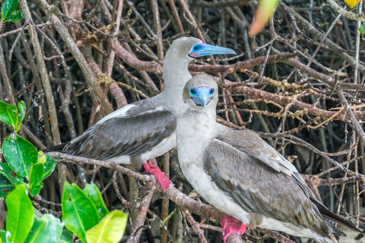 Galapagos with Kids - Red-footed boobies on Genovesa Island