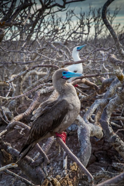 Galapagos with Kids - Red-footed boobies on Genovesa Island