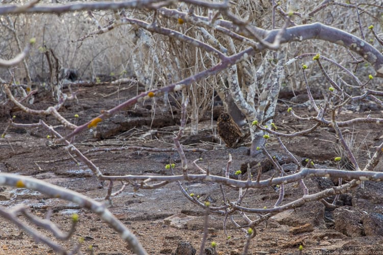 Galapagos with kids: A Galapagos short-eared owl