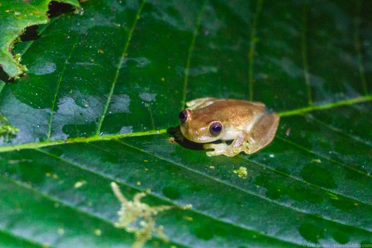 Mashpi Lodge - An emerald glass frog