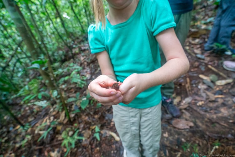 Amazon Rain Forest with Kids - The kids found frogs! 