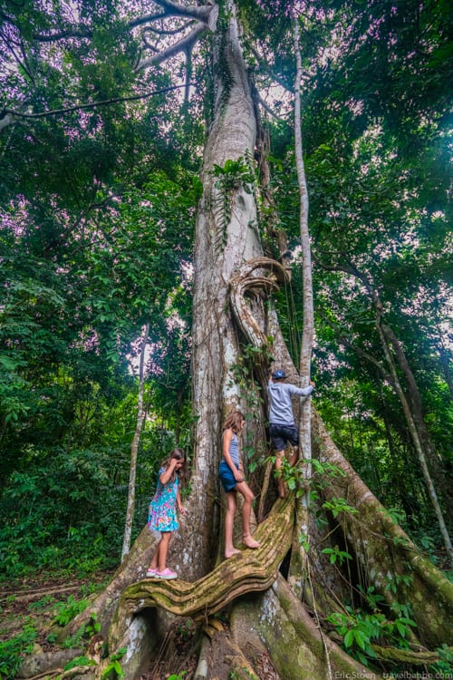 Amazon Rain Forest with Kids - Climbing a Samauma tree