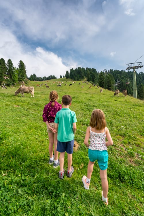 Dolomites with kids: Cows at the top!