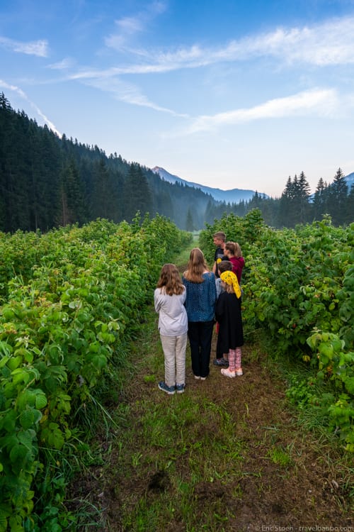 Val di Fassa - Surrounded by raspberries