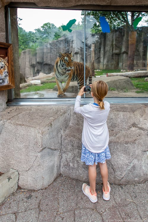 Milwaukee with kids - Up close with a tiger