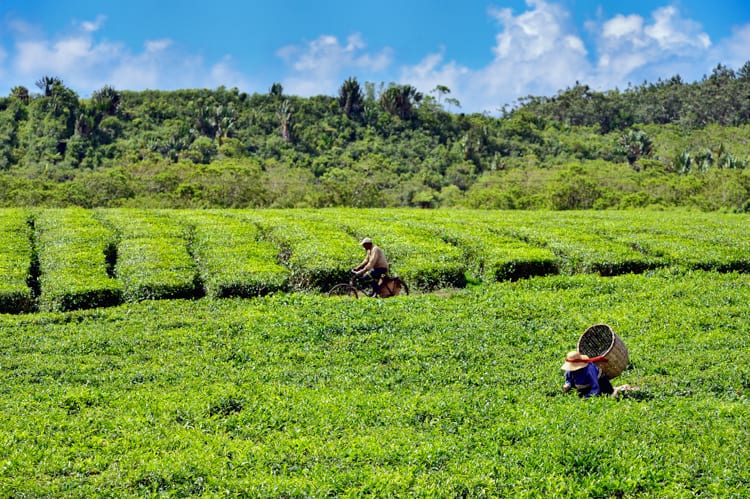 Mauritius - So much tea! Photo Credit: Ly Hoang Long