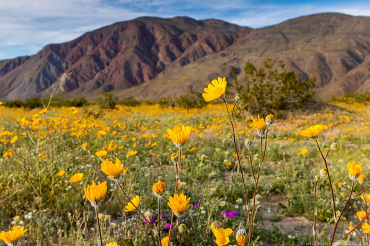 Sunday Blues - A springtime wildflower bloom is a great excuse to head off on a road trip! 