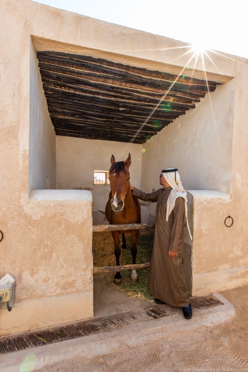 Things to do in Qatar - Gorgeous horses! 