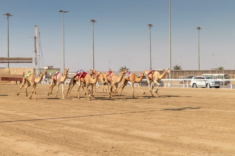 Things to do in Qatar - The start of a camel race at Al Shahaniya