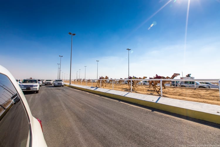 Things to do in Qatar - Driving alongside camels at Al Shahaniya