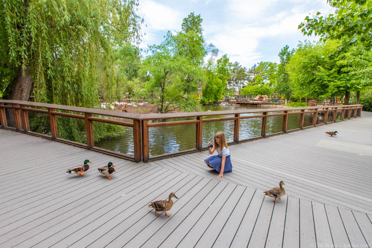 Things to Do in Salt Lake City - Up close with ducks! 