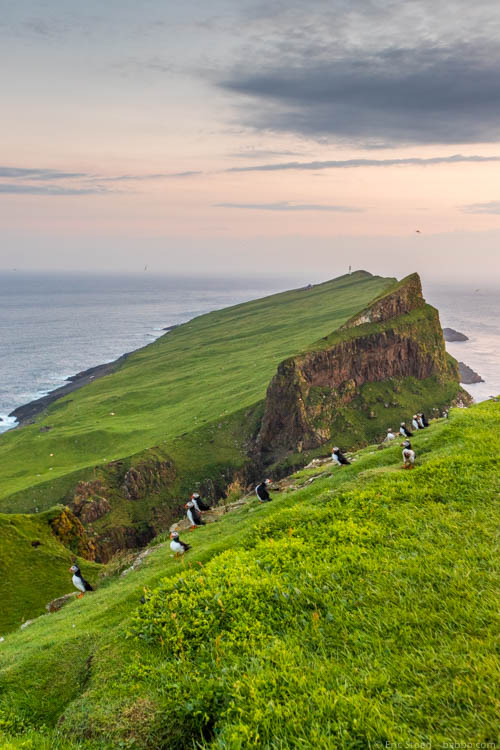 Faroe Islands - Last puffin shot! 