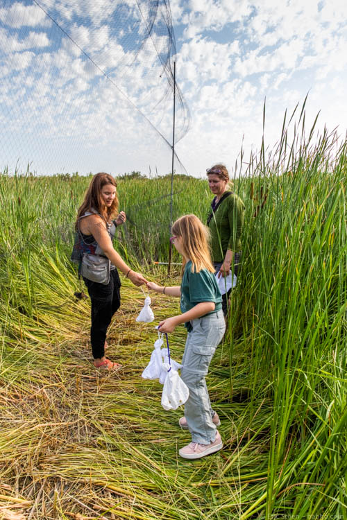 Winnipeg Manitoba - Helping retrieve birds from the Oak Hammock Marsh's nets