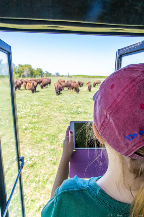 Winnipeg Manitoba - Photographing bison from the safety of our safari vehicle
