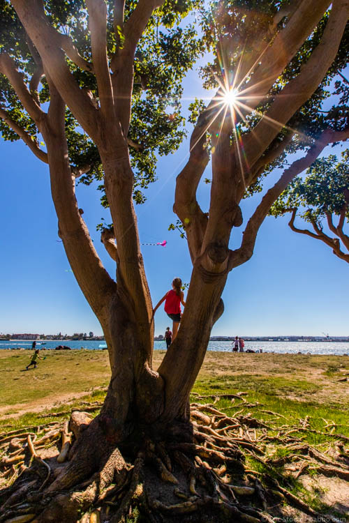 Loews Coronado Bay Resort - Tree climbing at Embarcadero Marina Park North
