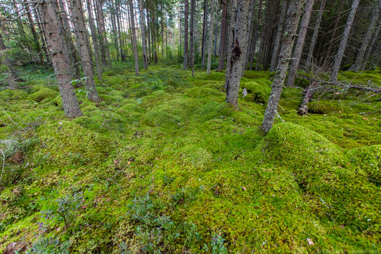 Sweden with kids - The carpets of moss made the forest experience even cooler! 