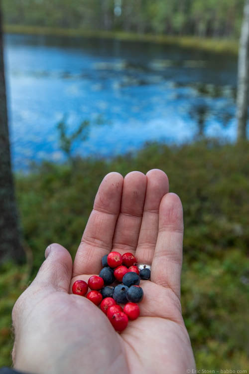 Swedish forests with kids - Blueberries and lingonberries. The blueberries were better straight. 