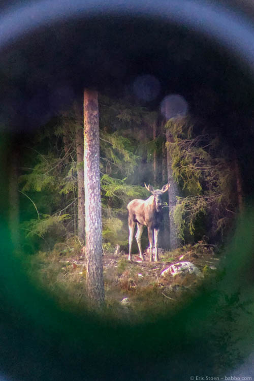 Sweden with kids - We found moose in daylight and in the dark. This was through a spotting scope before it got too dark.