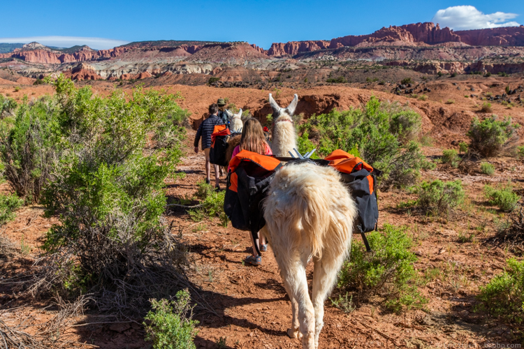 SW USA Road Trip Planner - Starting out with our llamas