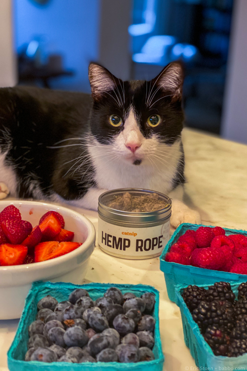 Best Christmas Presents -Berries for us, catnip for him
