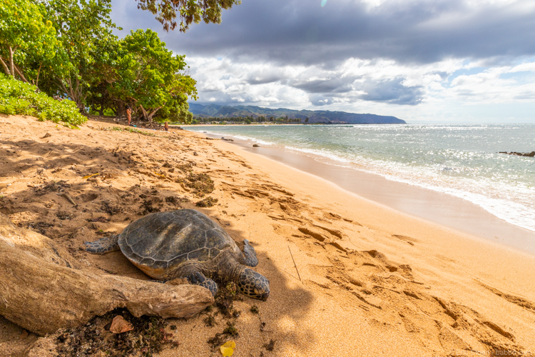Things to do in Oahu: A sea turtle at Haleiwa Alii Beach