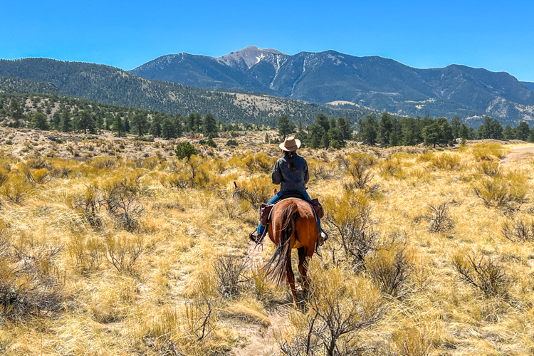 Colorado road trip - San Luis Valley - Following Maddie through the meadow