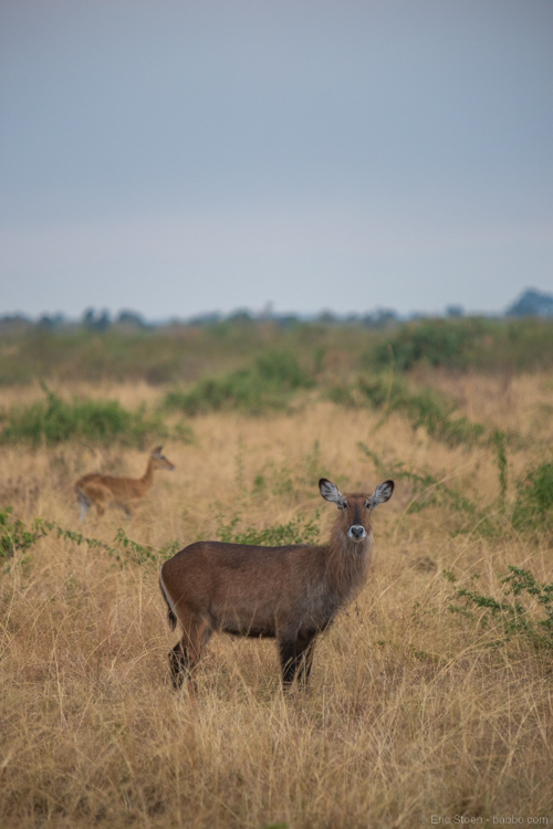 uganda safari - A waterbuck, with a heart nose, along the road