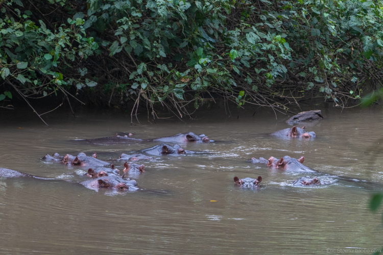 Uganda - Hippos nearby