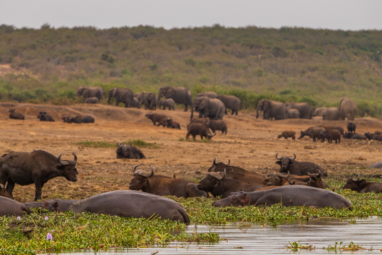 Hippos, cape buffalo and elephants along the Kazinga Channel