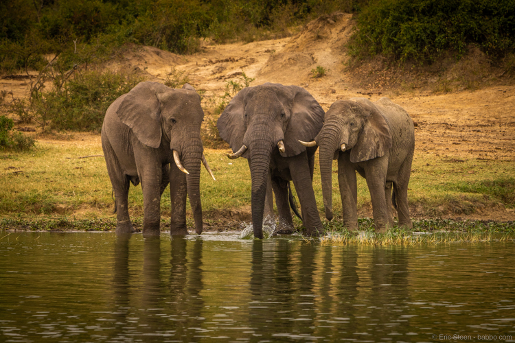 Uganda safari - Love all the elephants! 