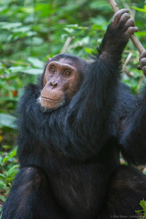 Uganda - A chimp on our chimp safari! 