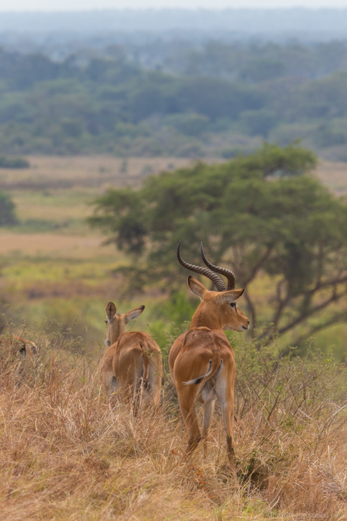 Safari - Ugandan kobs 