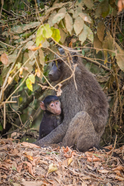 Uganda safari - Baboons were everywhere! 
