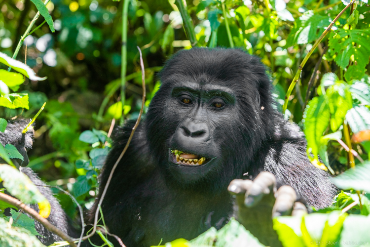 Gorilla trekking - The gorillas were pretty much just sitting around and eating